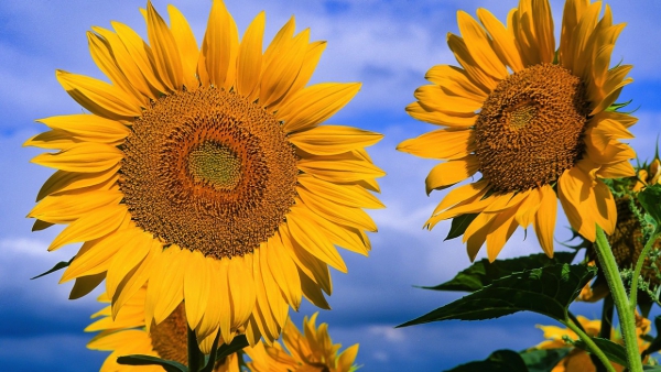 Floarea-soarelui – beneficii și proprietăți